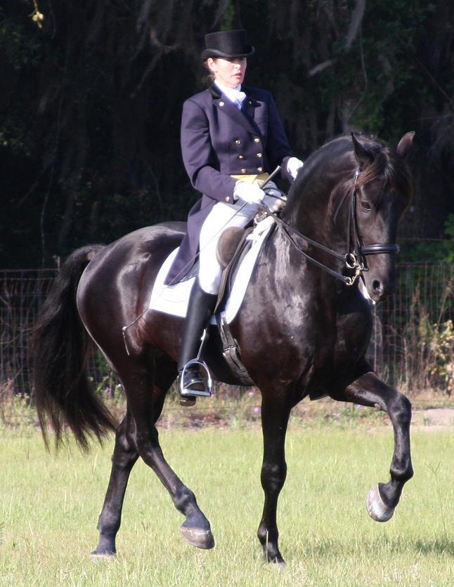 Lexington, FEI dressage Friesian Sporthorse stallion