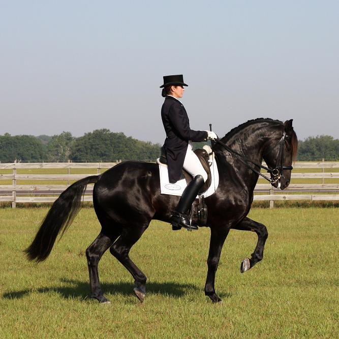 Lexington, ridden by Gigha Steinman