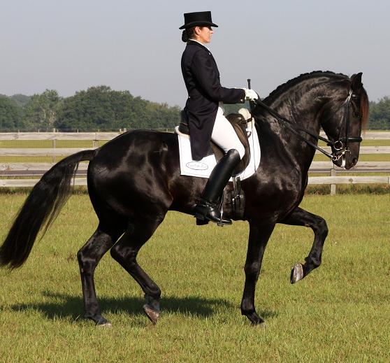 Gigha Steinman Moldrik & Lexington Grand Prix Friesian Sporthorse