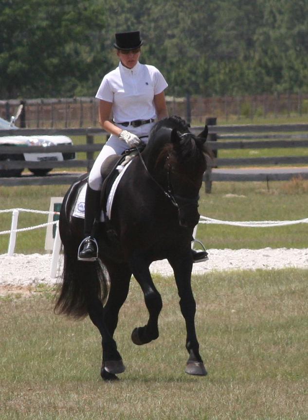 click to see more photos of Lexington... (Friesian Sporthorse stallion)