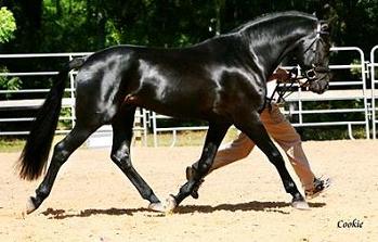 Lexington, approved Friesian Sporthorse stallion, at inspection