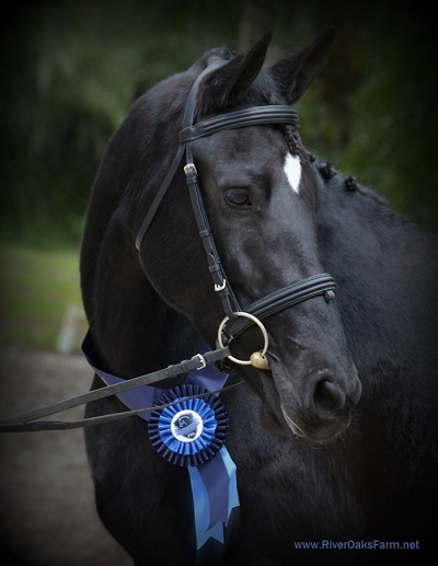 Lexa ROF Elite Star Friesian Sporthorse mare