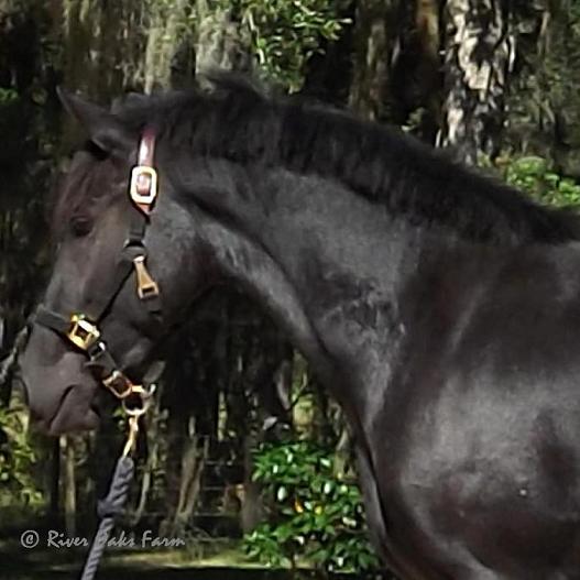 Friesian Sporthorse Lexa ROF