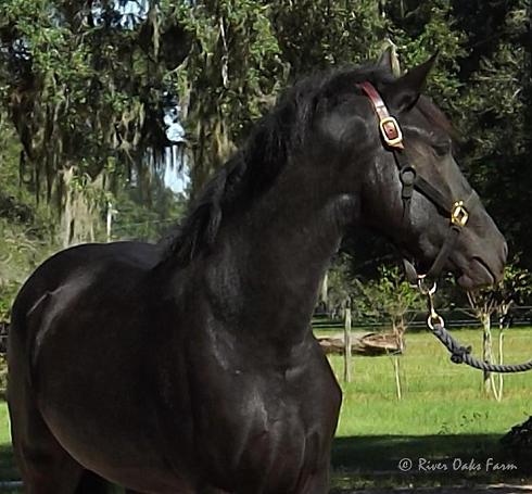 Friesian Sporthorse Lexa ROF