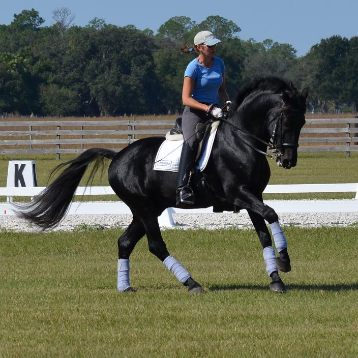 Lexington, Elite Book Friesian Sporthorse stallion