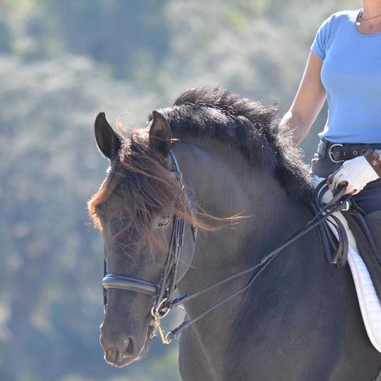 Friesian Sporthorse Lexington