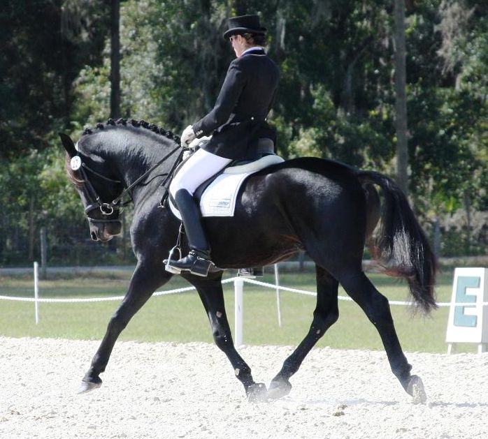 Lexington (Friesian Sporthorse stallion) ridden by Gigha