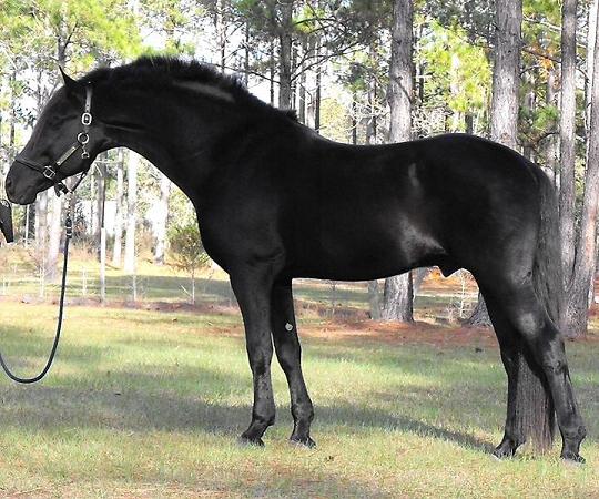 Lexington Friesian Sporthorse