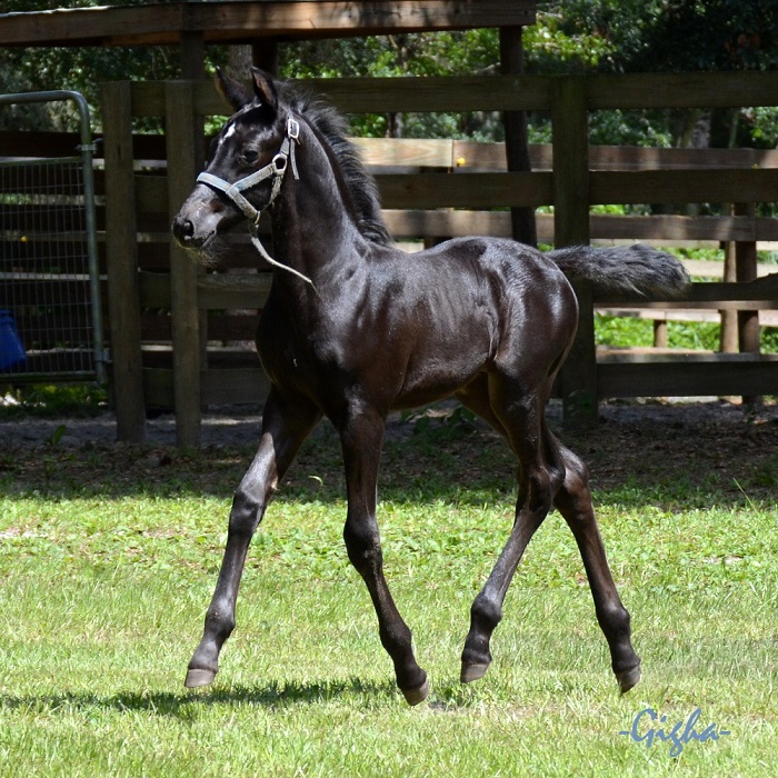 Friesian Sporthorse colt Liberty ROF