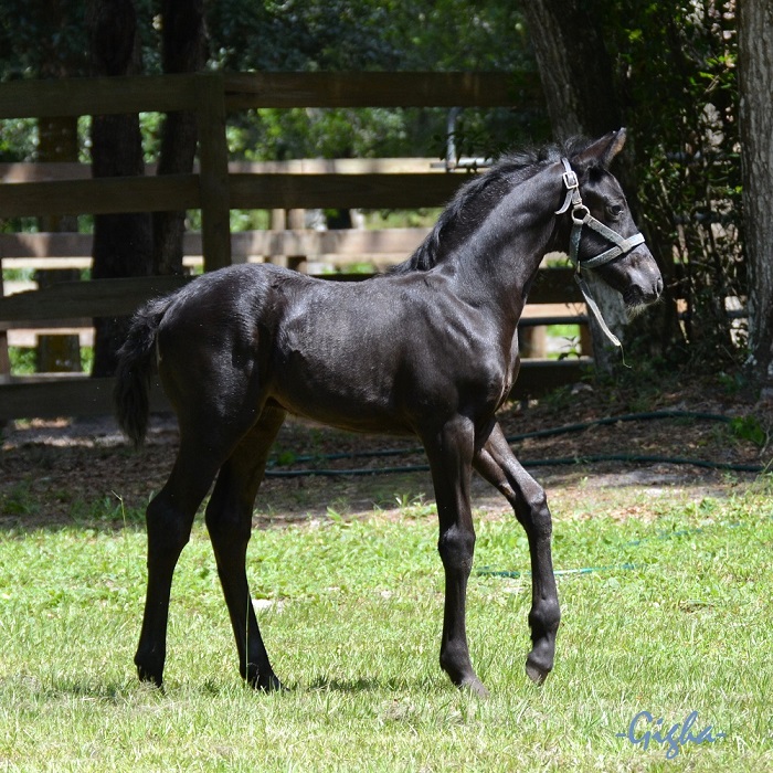 Friesian Sporthorse foal