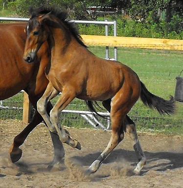 Lily ROF, Main Book Friesian Sporthorse filly by Lexington