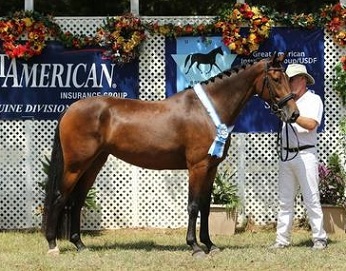 Friesian Sporthorse Regional Champion Lily ROF