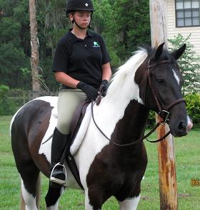 pinto Friesian Sporthorse by Lexington