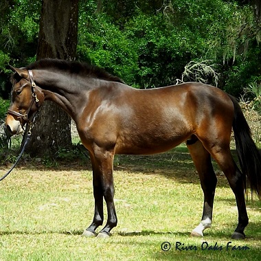 Friesian Sporthorse London ROF Friesian Warmblood