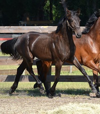 National Champion Friesian Sporthorse