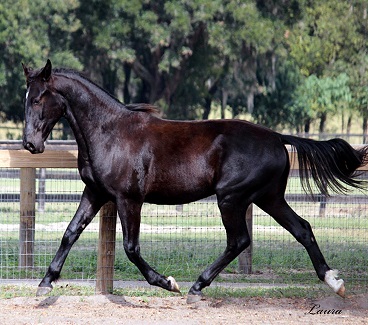 Luminary RBF Friesian Sporthorse gelding