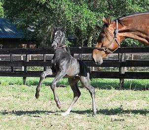 Luminary RBF Friesian Sporthorse Rose Blossom Farm