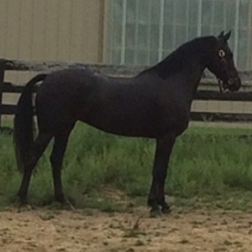 Lyric Friesian Sporthorse by Lexington