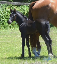 Friesian Sporthorse colt for sale