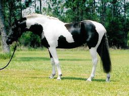 Miramar - pinto Main Book Friesian Sporthorse mare