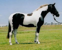 Miramar - pinto Friesian Sporthorse mare