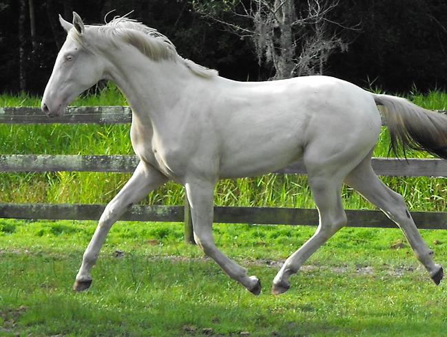 Blue Eyed Mist, cremello German Warmblood mare