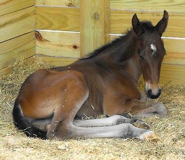 Lily ROF, Friesian Sporthorse foal 