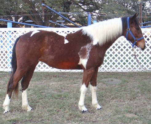 Paducha Dancer pinto Friesian Sporthorse