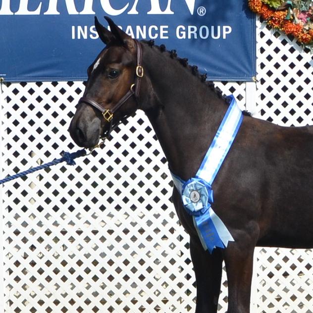 DSHB Breeder's Championships Learjet Friesian Sporthorse