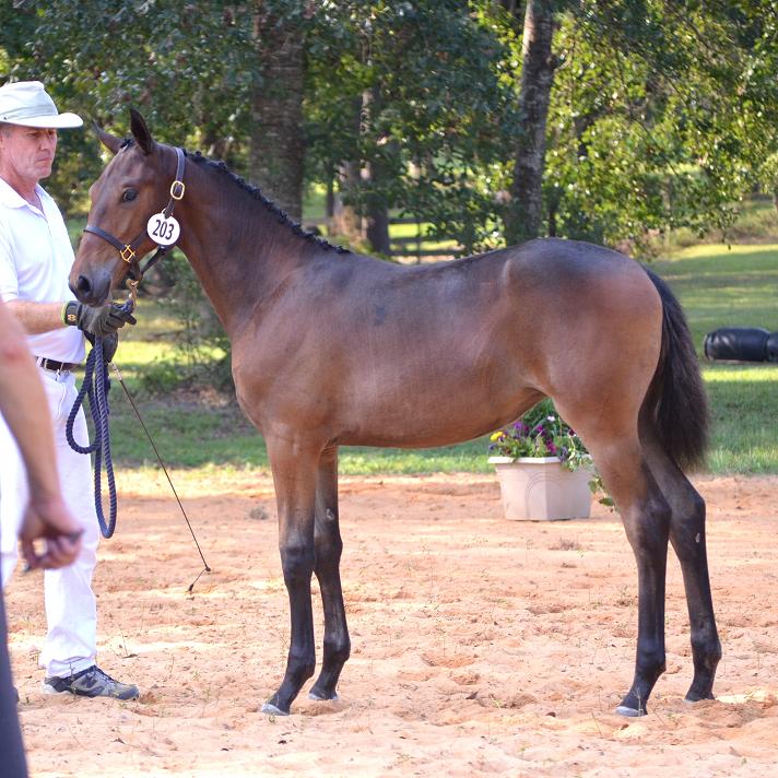 Lisbon ROF Friesian Sporthorse Warmblood by Lexington