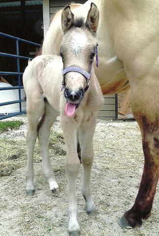 Lexingtons Smooth Savannah buckskin Friesian Sporthorse foal