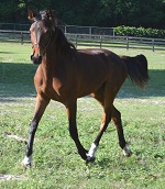 Friesian Sporthorse 