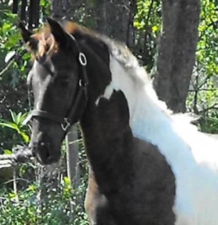 pinto Friesian Sporthorse Laguna ROF