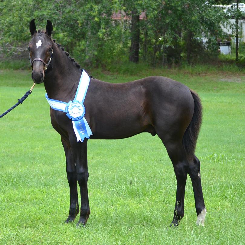 Learjet Friesian Sporthorse colt 