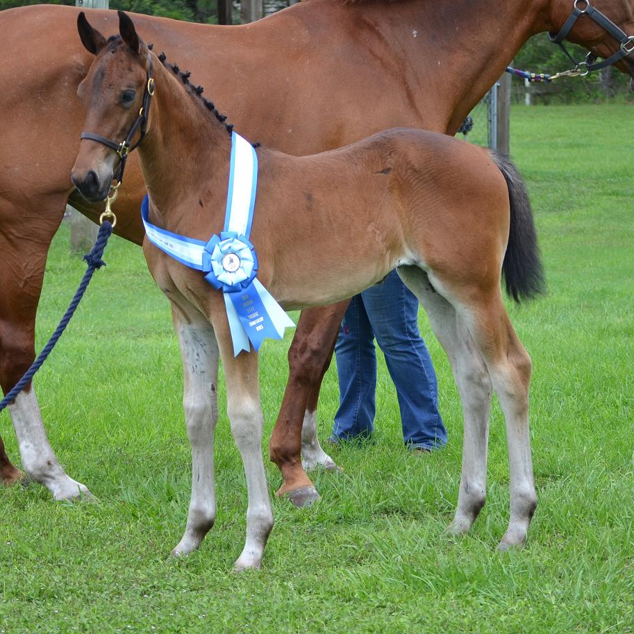 Lisbon ROF Friesian Sporthorse Warmblood by Lexington