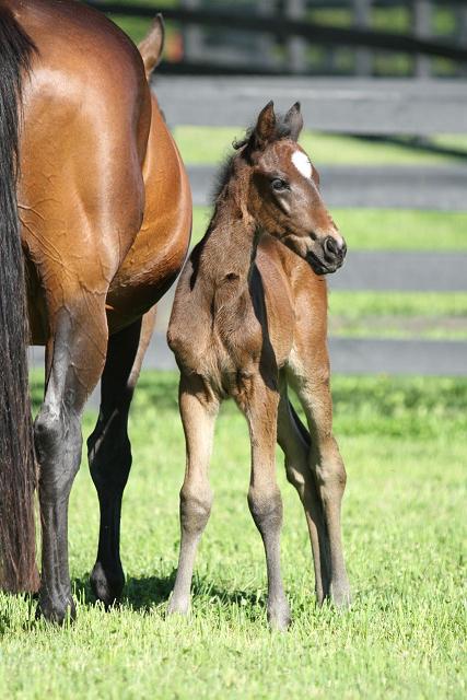 Friesian Sporthorse foal