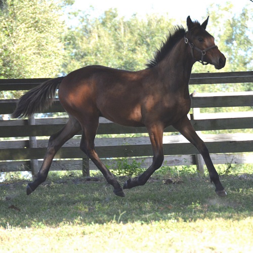 Friesian Sporthorse Elite colt