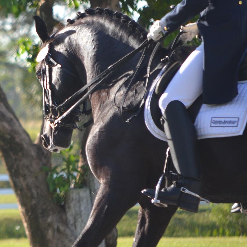 Lexington Grand Prix dressage stallion