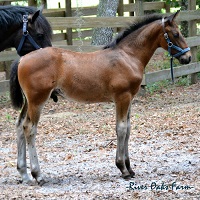 Friesian Sporthorse by Wild Dance