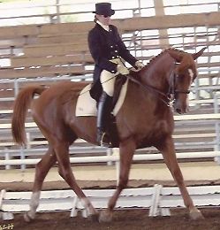 8th place Nationally Intermediare 1 (2001, USEF)