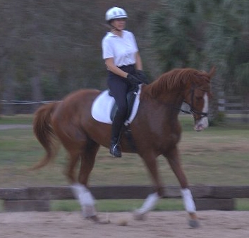 Woody, ridden by Liz Cornell