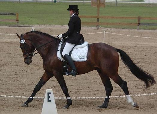 G Walkabout, ridden by Gigha