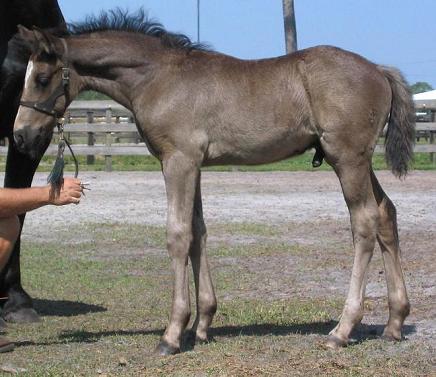 Friesian Sporthorse Baltic ROF