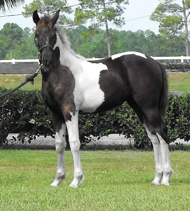 Laguna ROF pinto Friesian Sporthorse