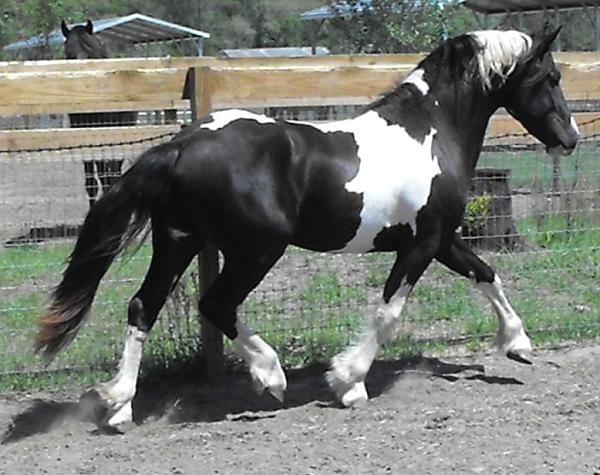Americus ROF pinto Friesian Sporthorse stallion