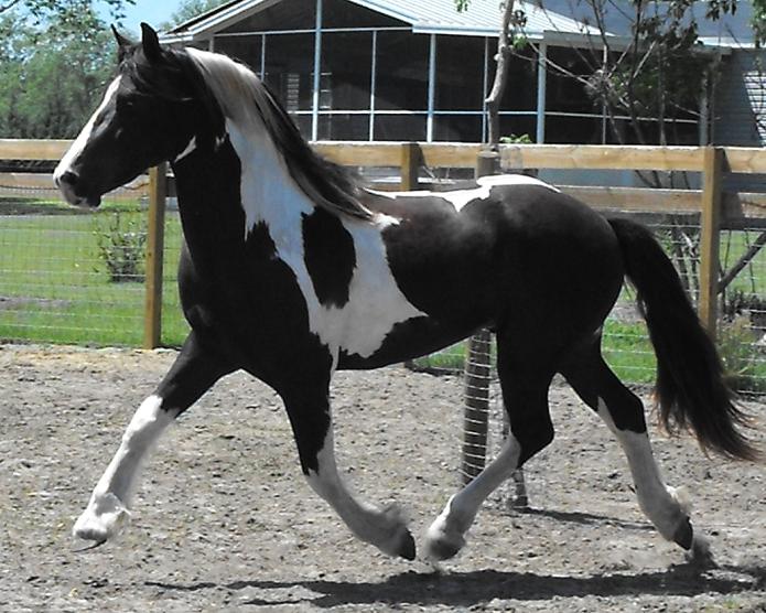 pinto Friesian Sporthorse by Nico