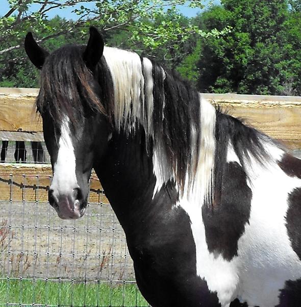 pinto Friesian Sporthorse stallion