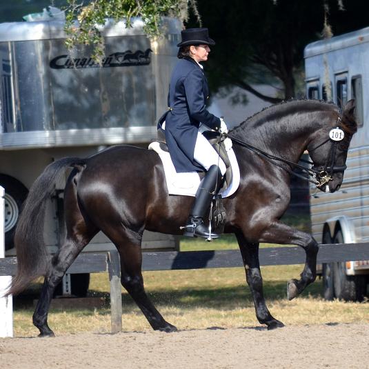 Lexington, Friesian Sporthorse stallion competing at FEI dressage, ridden by Gigha Steinman