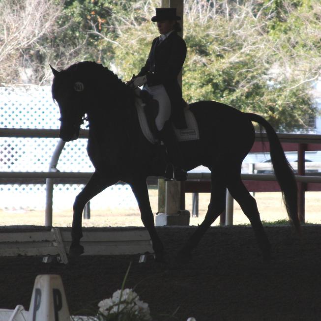 Lexington, Friesian Sporthorse stallion competing at FEI dressage, ridden by Gigha Steinman