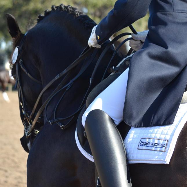 Lexington, Friesian Sporthorse stallion competing at FEI dressage, ridden by Gigha Steinman